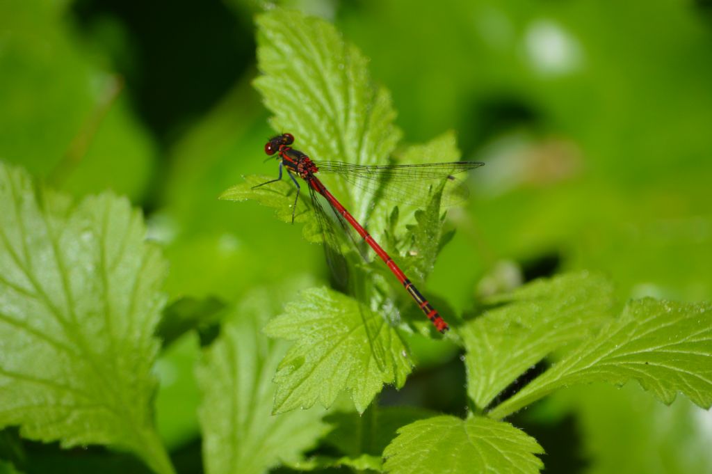 Pyrrhosoma nymphula femmina 